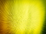 ART PHOTOGRAPHY PARTICULE