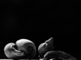 ART PHOTOGRAPHY COQUILLE_ART_22