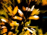ART PHOTO EVEIL DU PRINTEMPS # 45